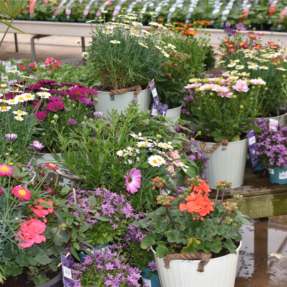 What to Plant in May in Oxfordshire Gardens