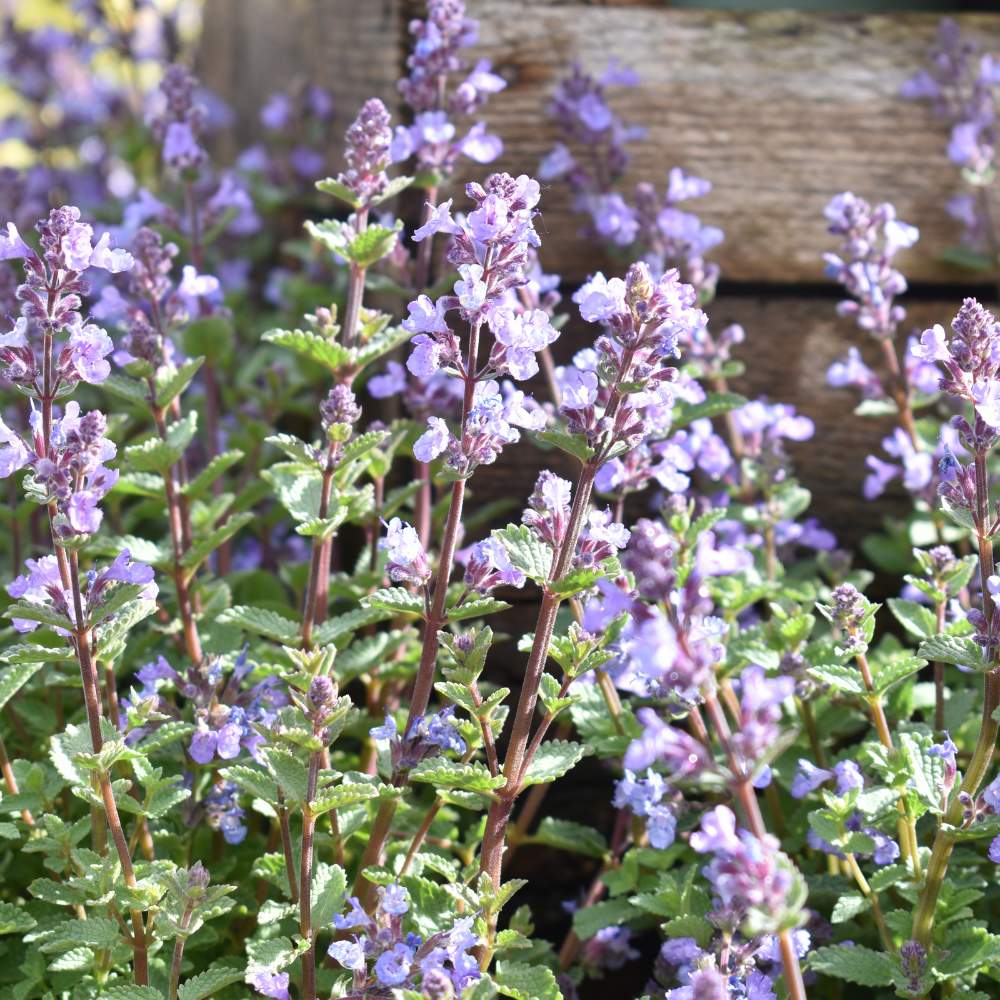 Best Summer Plants to Buy from an Oxfordshire Garden Centre
