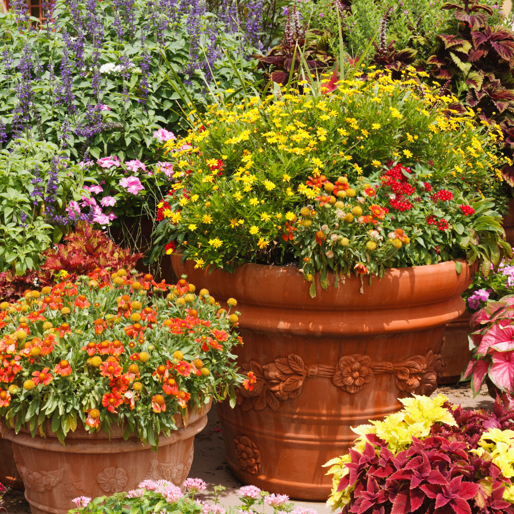 Best Plants for Pots and Containers This Spring