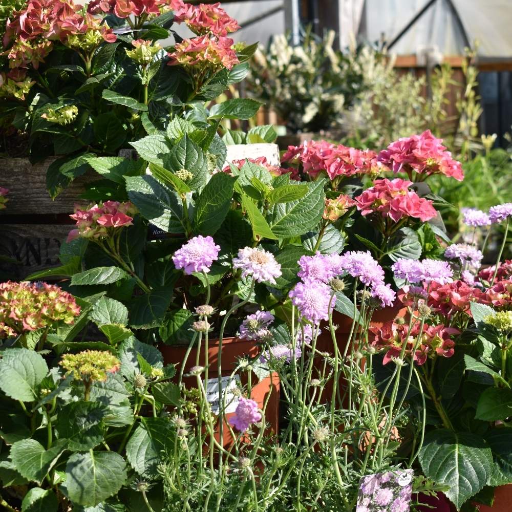 Best Plants for Summer Pots, Patios and Containers