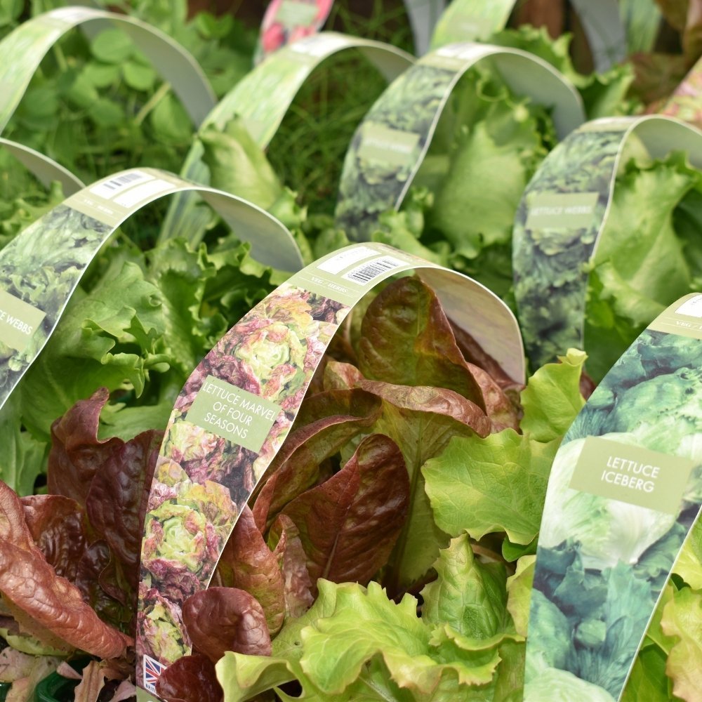 Easy Vegetables to Grow in May for Beginners