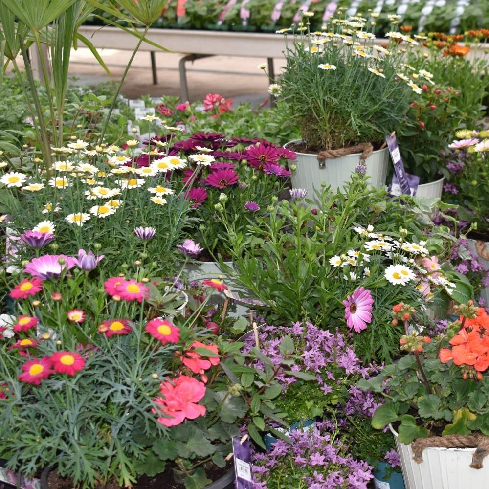 What to Plant in June in Oxfordshire Gardens