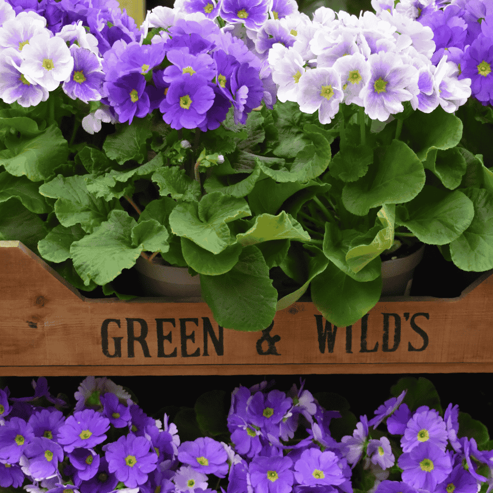 What to Plant in March in Oxfordshire Gardens