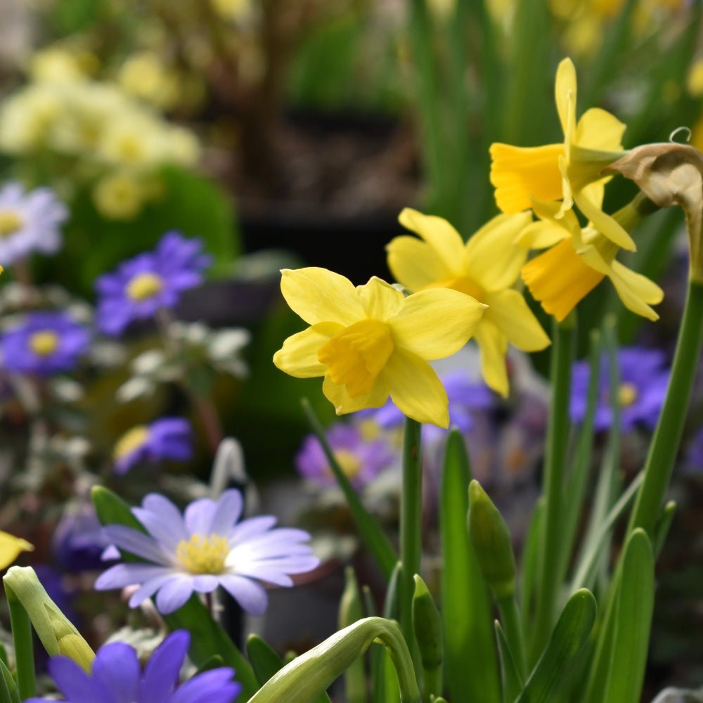 Best Plants for Clay Soil in Oxfordshire Gardens