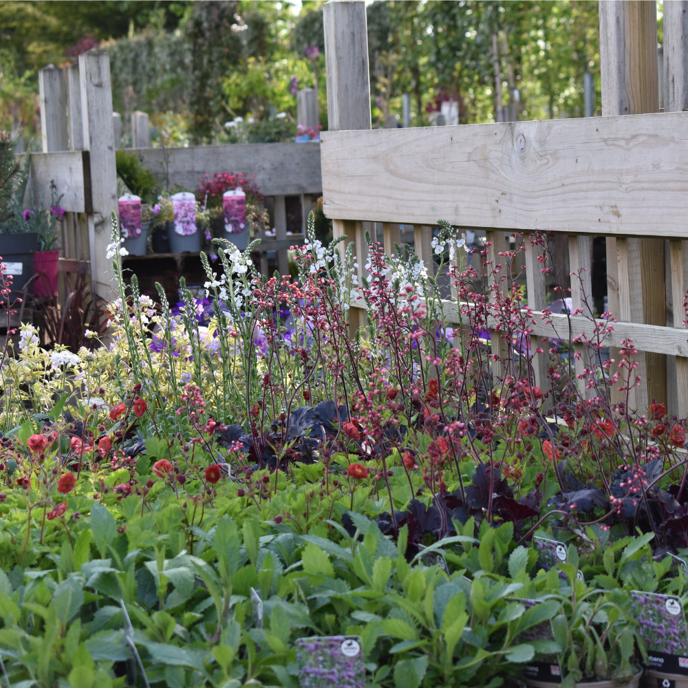 How to Get Your Garden Ready for Summer Colour