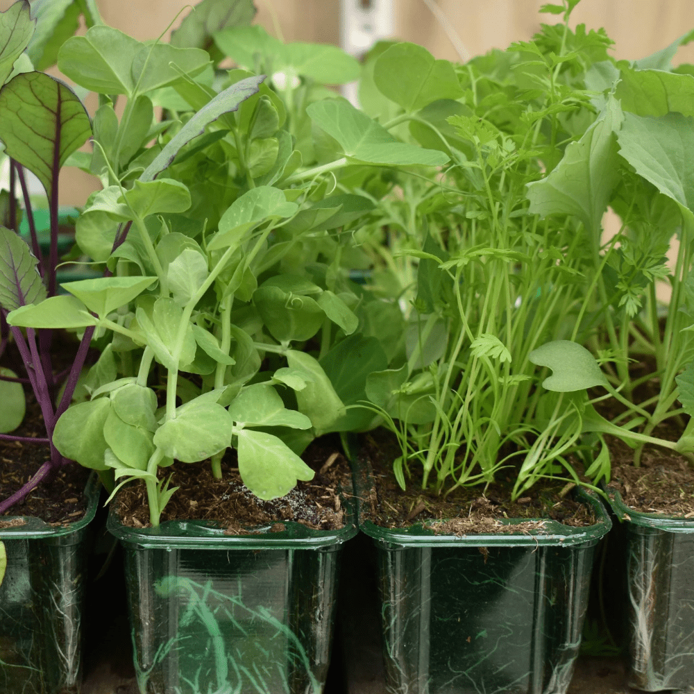 What to Plant in April in Oxfordshire Gardens