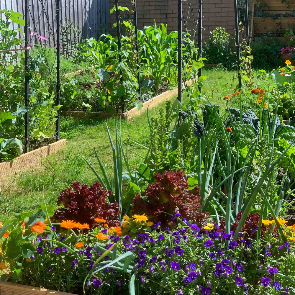 Easy Vegetables to Grow in May for Beginners