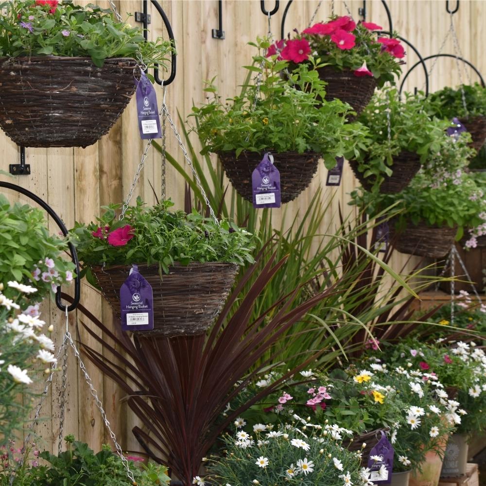 Best Plants for Hanging Baskets and Summer Containers