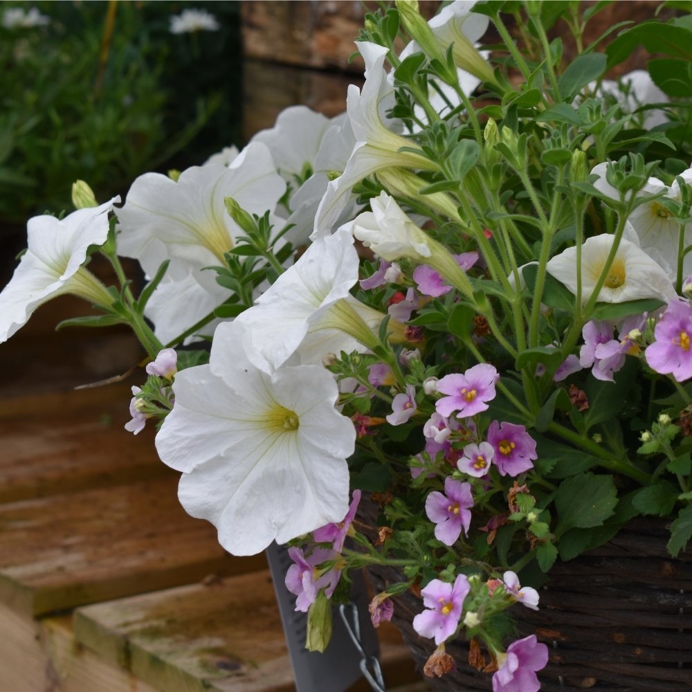 Best Summer Plants to Buy from an Oxfordshire Garden Centre