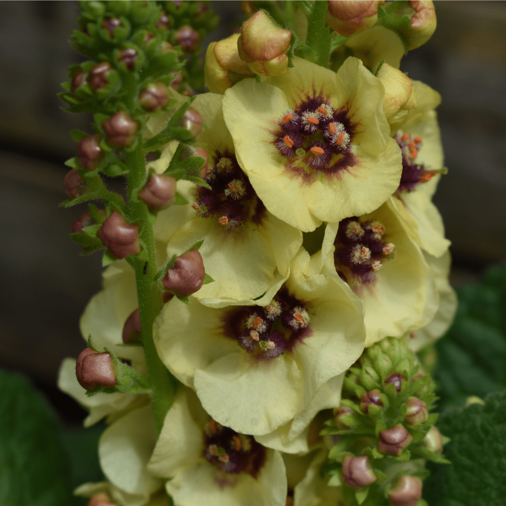  Best Plants for Summer Pots, Patios and Containers