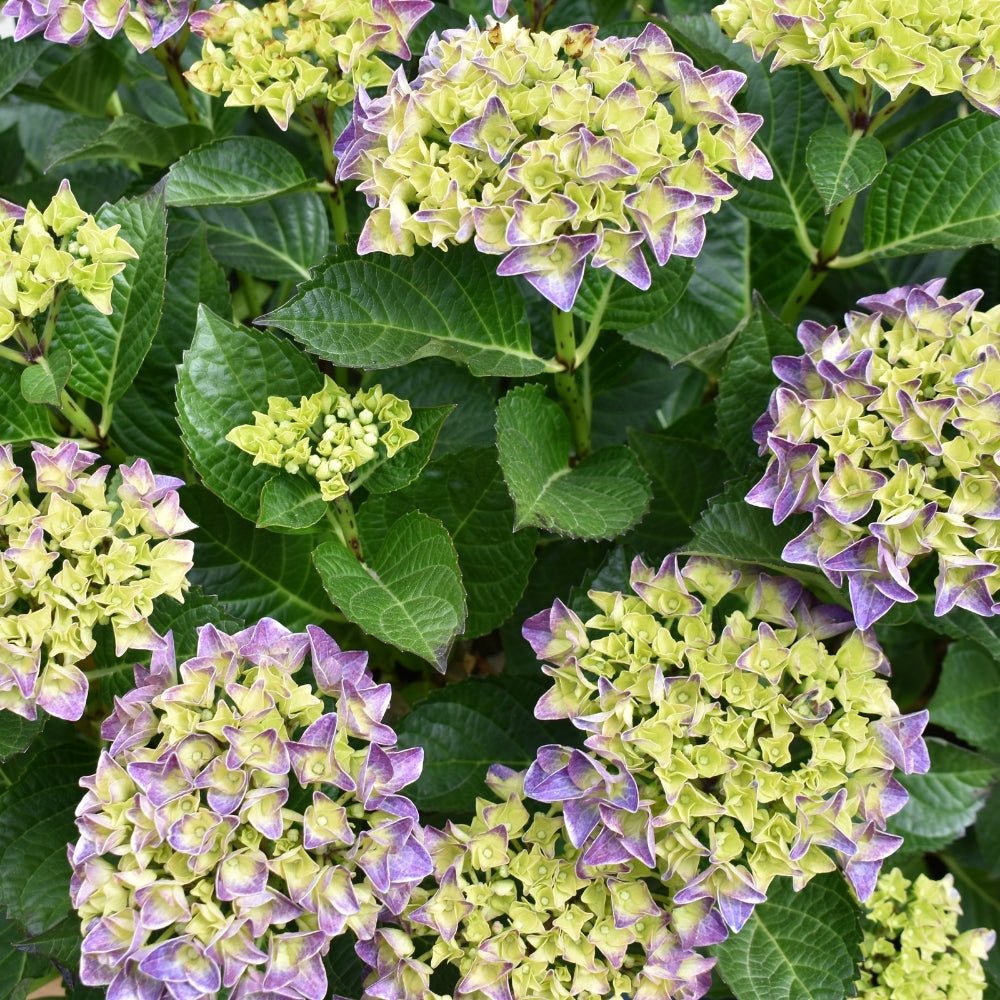 Best Plants for Clay Soil in Oxfordshire Gardens