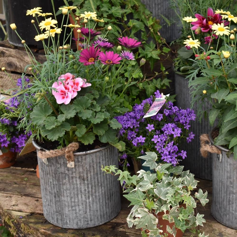 Best Plants for Pots and Containers This Spring