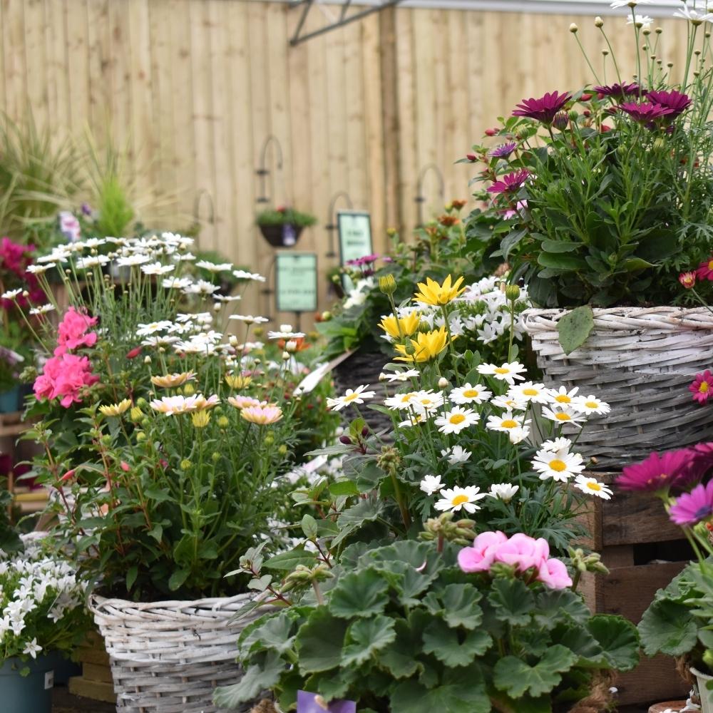 Easy Ways to Add Colour to Your Garden in April