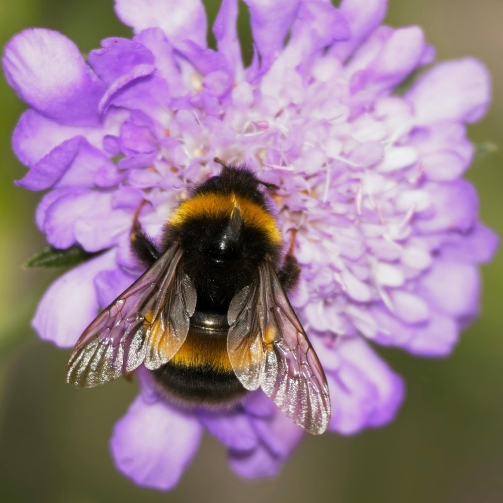 The Best Pollinator-Friendly Plants for Spring Gardens
