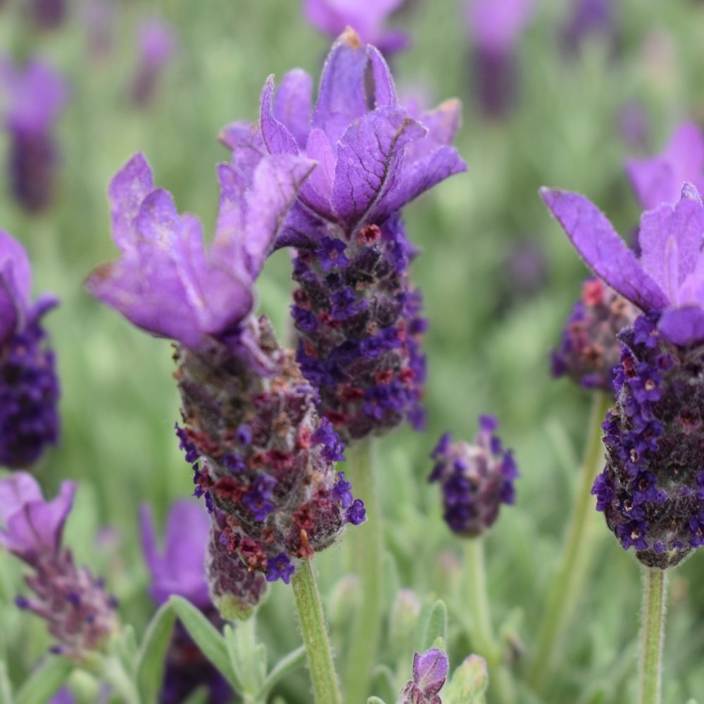 What to Plant in April in Oxfordshire Gardens