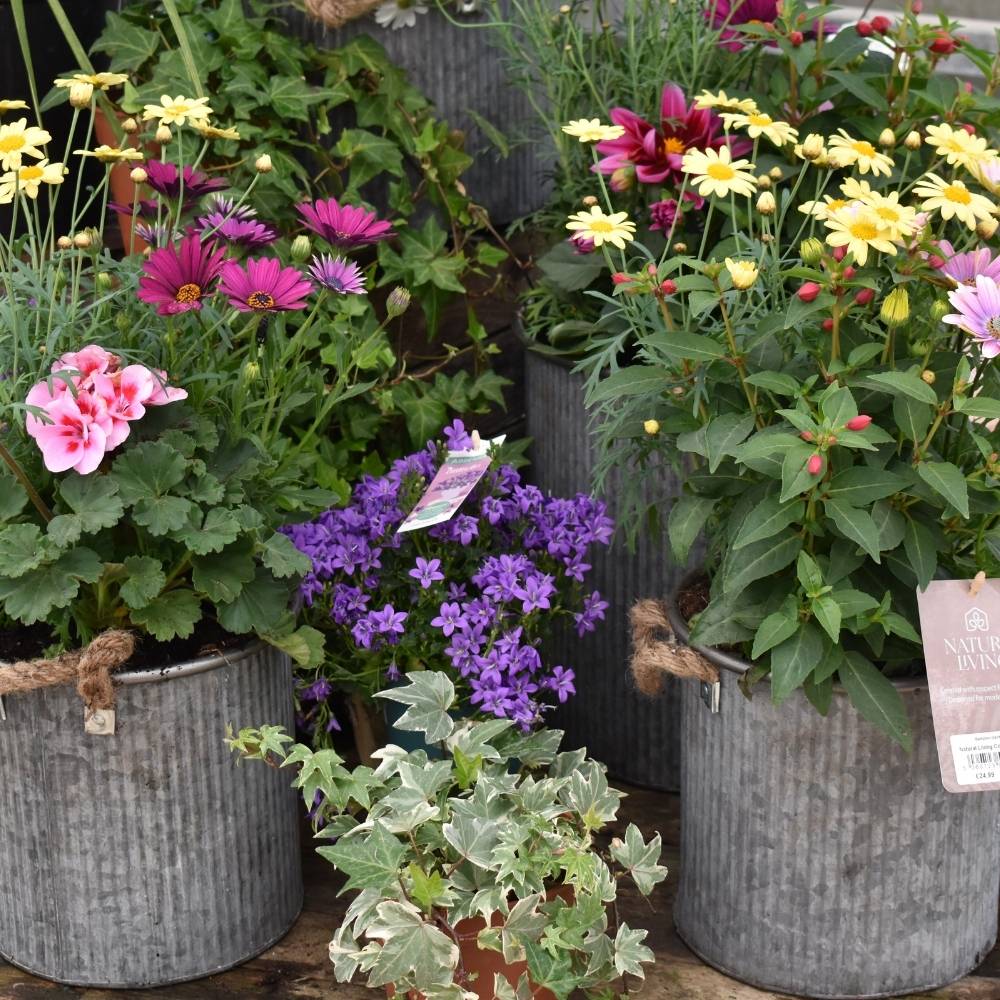 What to Plant in May in Oxfordshire Gardens