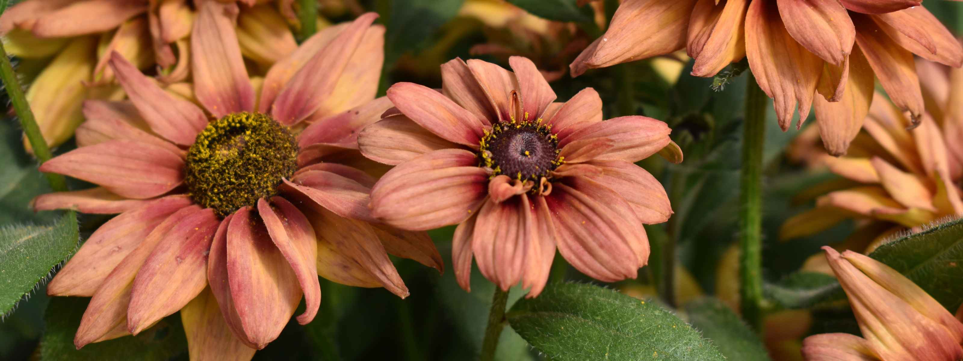 bampton garden plants